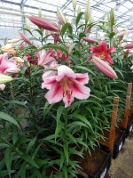 [5175 Dolce and Gabbana No02.JPG]